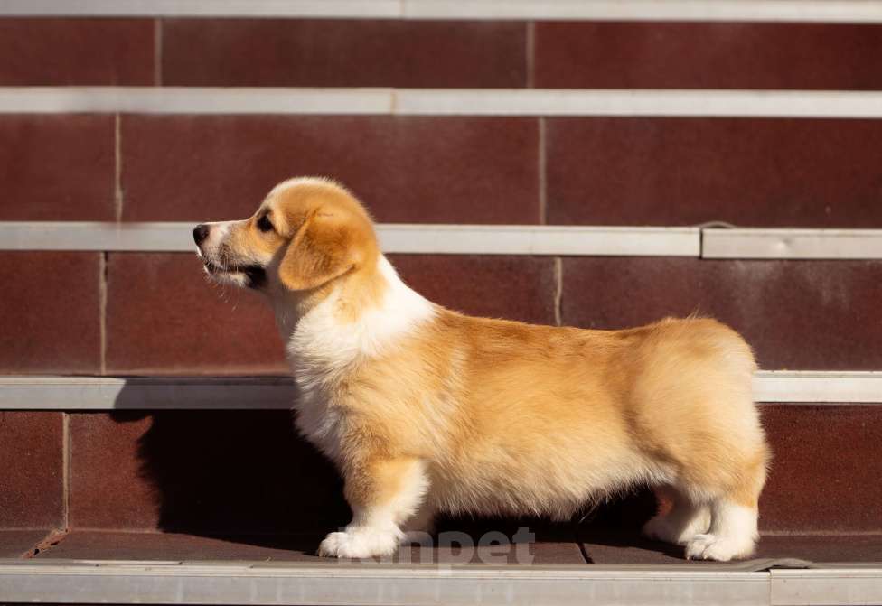 Собаки в Пензе: Очень красивый, титулованный молодой кобель вельш корги пемброк Мальчик, 300 000 руб. - фото 2