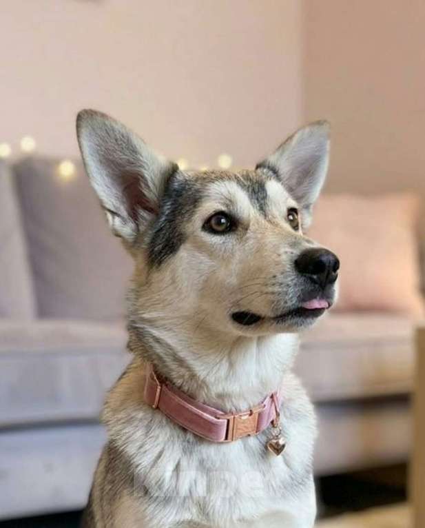 Собаки в Москве: Щенок в добрые руки Девочка, Бесплатно - фото 5