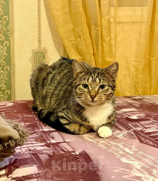 Кошки в Санкт-Петербурге: Котик подросток Потап Мальчик, Бесплатно - фото 3