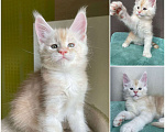 Кошки в Москве: Продается котенок мейн-кун  Мальчик, 35 000 руб. - фото 1