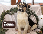 Собаки в Москве: 6 разноцветных щенков: шоколадные, трехцветные и другие ищут дом, Бесплатно - фото 2