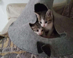 Кошки в Кораблино: Котятки в добрые руки, Бесплатно - фото 1