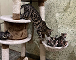 Кошки в Новороссийске: Котята породы Бенгальская кошка, 25 000 руб. - фото 5
