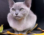 Кошки в Севастополе: Бурманский кот Мальчик, 40 000 руб. - фото 4