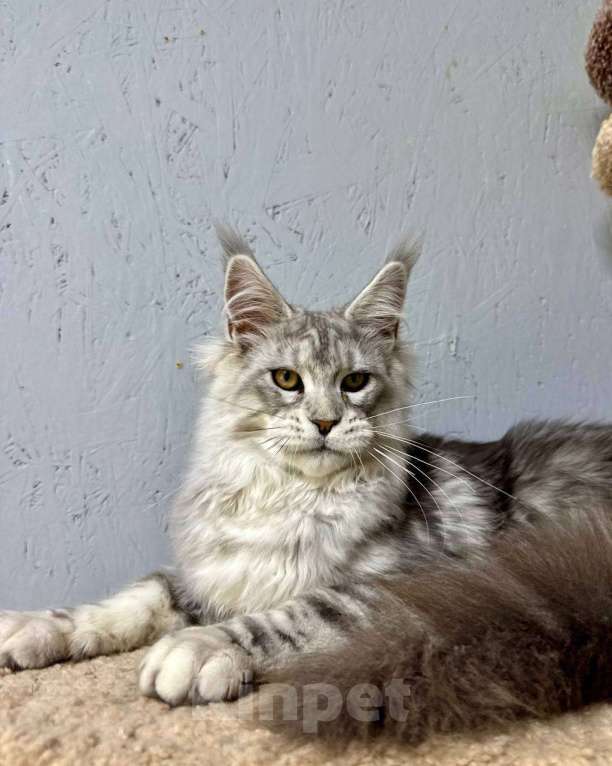 Кошки в Москве: Мальчик голубой серебряный мрамор (as22) Мальчик, 80 000 руб. - фото 6