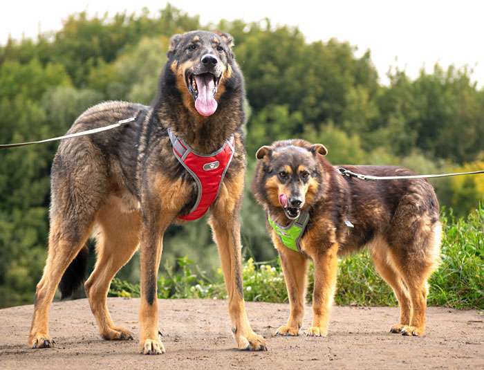 Собаки в Москве: Ищем дом для двух неразлучных сердец Коннора и Лизы Мальчик, 10 руб. - фото 4