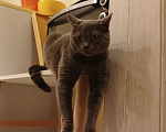 Кошки в Новосибирске: Серая кошка Девочка, Бесплатно - фото 3