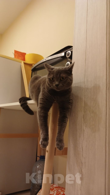 Кошки в Новосибирске: Серая кошка Девочка, Бесплатно - фото 3