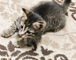 Кошки в Мытищах: Котики в добрые руки Девочка, Бесплатно - фото 3