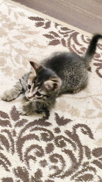 Кошки в Мытищах: Котики в добрые руки Девочка, Бесплатно - фото 3
