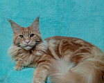 Кошки в Краснодаре: Котёнок мейн-кун Мальчик, 25 000 руб. - фото 8