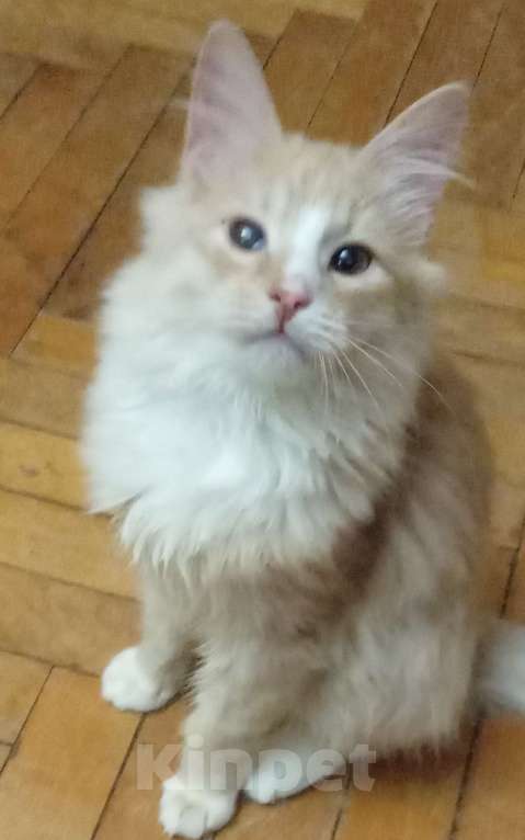 Кошки в Москве: Рыженький с белым серебристый сибирский подросток Мальчик, 20 000 руб. - фото 2