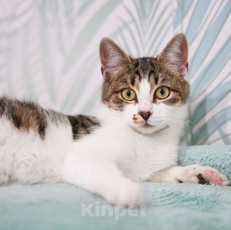 Кошки в Москве: Самый ласковый на свете котенок в поисках своей семьи! Мальчик, Бесплатно - фото 4