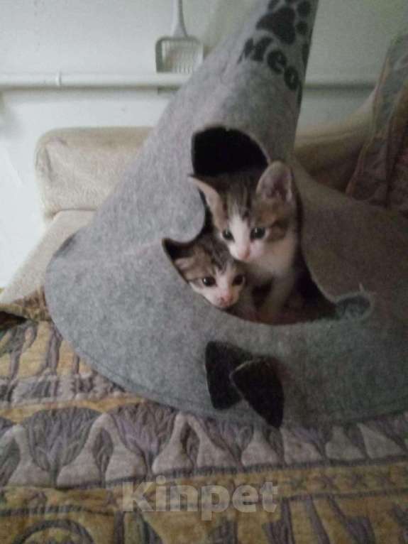 Кошки в Кораблино: Котятки в добрые руки, Бесплатно - фото 1