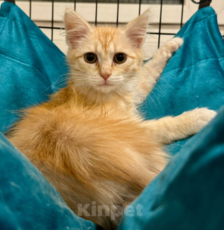 Кошки в Москве: Котёнок Мэтью в добрые руки Мальчик, Бесплатно - фото 1