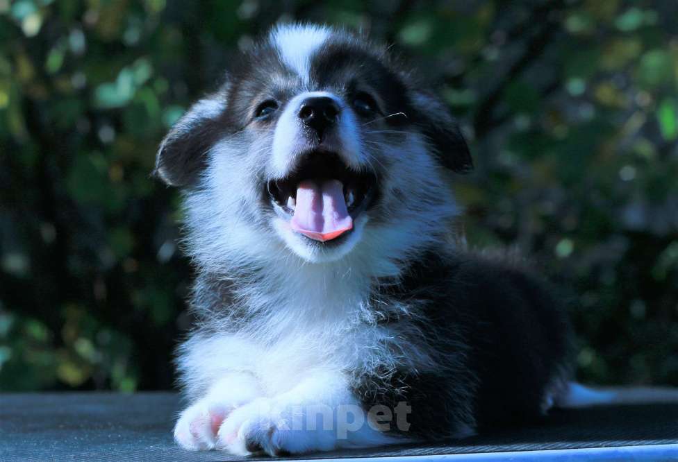 Собаки в Москве: вельш корги пемброк щенки Мальчик, 90 000 руб. - фото 2