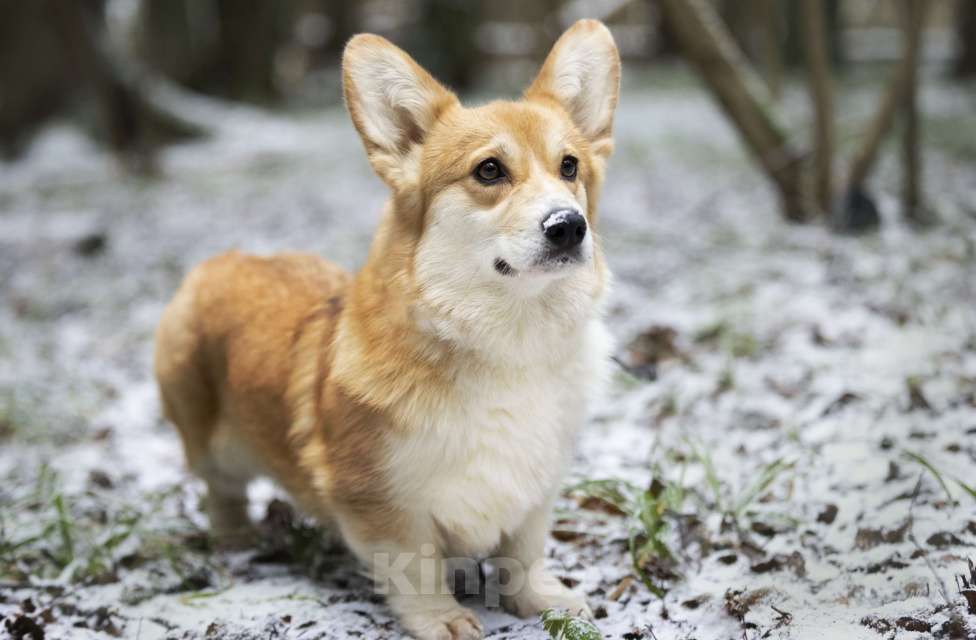 Собаки в Москве: Вельш корги пемброк девочка Девочка, 12 000 руб. - фото 2