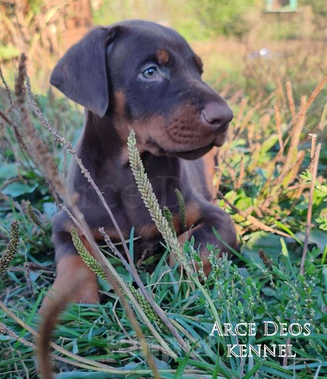 Собаки в Санкт-Петербурге: Arce Deos S-litter Девочка, 90 000 руб. - фото 1