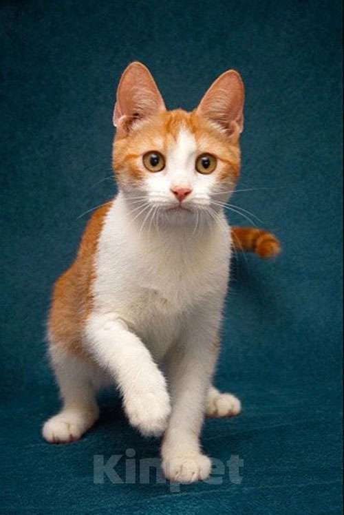 Кошки в Москве: Персиковое чудо Китти, милый, нежный котенок в добрые руки Девочка, 10 руб. - фото 8