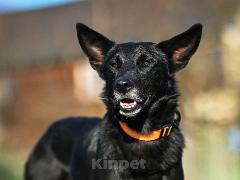 Собаки в Москве: Ника – молодая черная красавица, ищет дом! Девочка, Бесплатно - фото 1