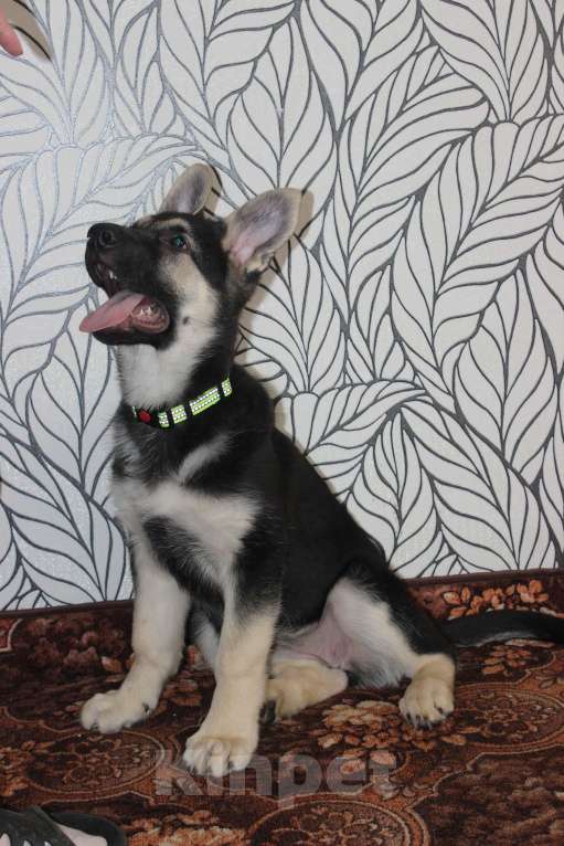 Собаки в Красноярске: Щенок ВЕО Нелли Голд Девочка, Бесплатно - фото 4