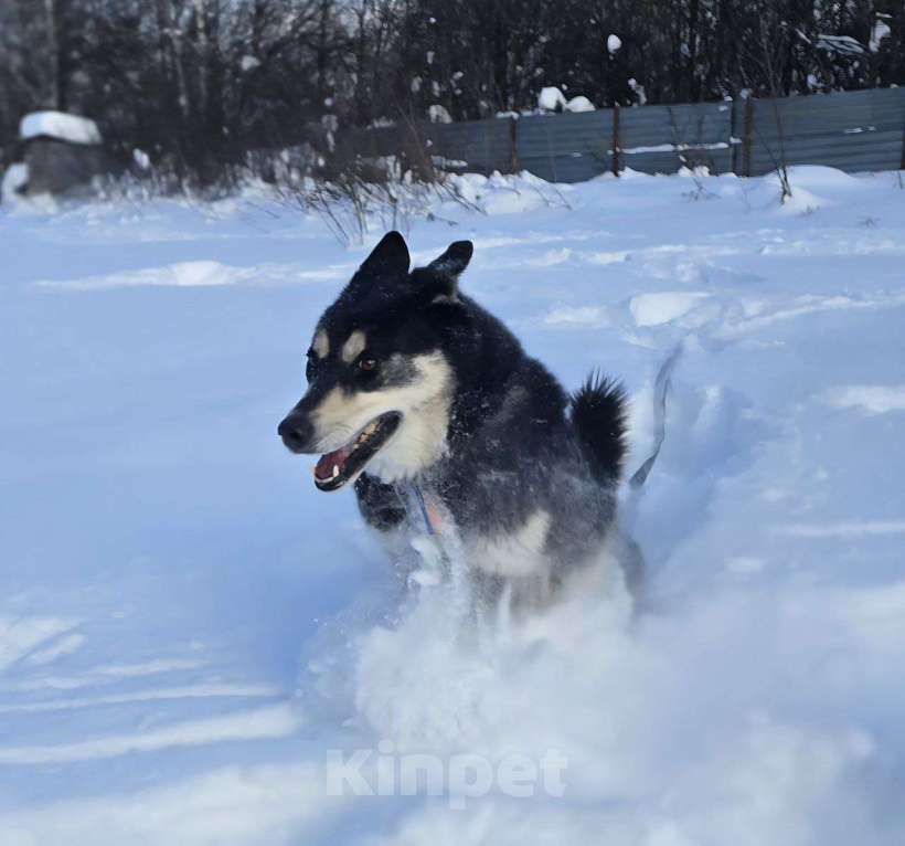 Собаки в Королеве: Малибу! Если вы в поисках не просто питомца, а настоящего друга, с которым хоть на край света Девочка, Бесплатно - фото 8