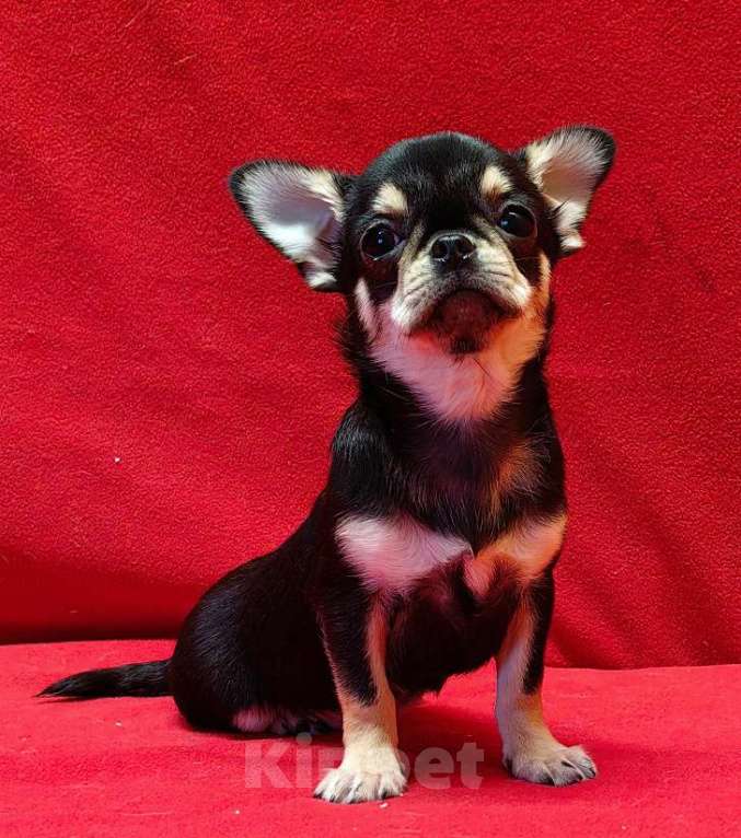 Собаки в Москве: Чихуахуа. Девочка. Девочка, 60 000 руб. - фото 5