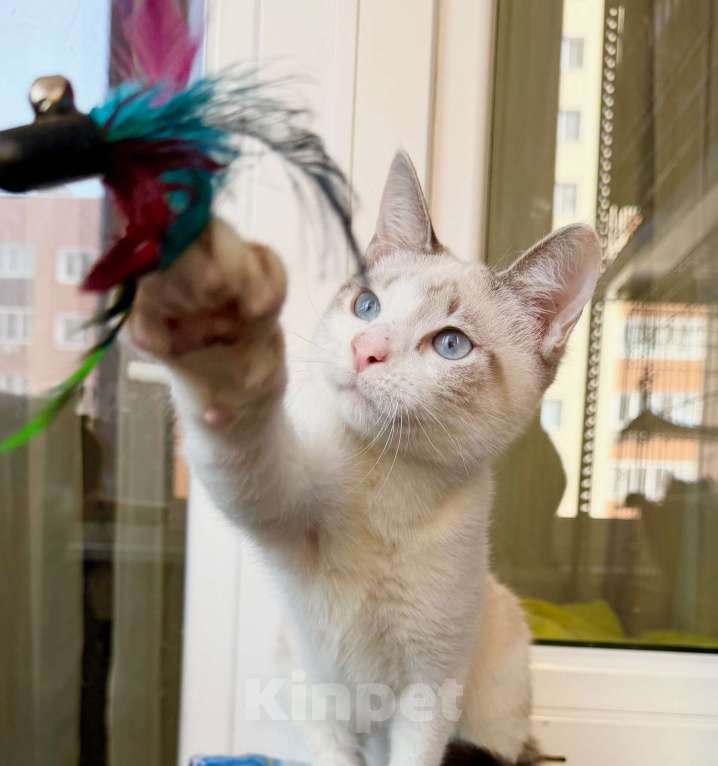 Кошки в Москве: Голубоглазый котенок Айсик в добрые руки Мальчик, Бесплатно - фото 2