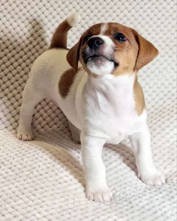 Собаки в Москве: Мальчик Джек Рассел терьера Мальчик, 45 000 руб. - фото 2