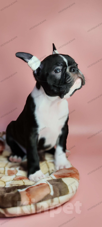 Собаки в Хотьково: Бостон терьер девочка Девочка, 65 000 руб. - фото 7