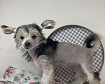 Собаки в Одинцово: Щенок китайской хохлатой собаки Девочка, 40 000 руб. - фото 2