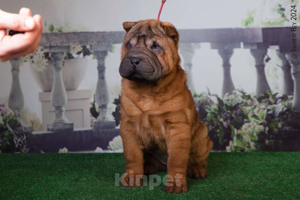 Собаки в Москве: Махагоновая шарпей Девочка, 40 000 руб. - фото 6