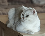 Кошки в Москве: Богиня ищет новый дом Девочка, 15 000 руб. - фото 4