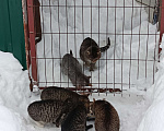 Кошки в других городах Московской области: Котосемья в поисках дома Девочка, Бесплатно - фото 4
