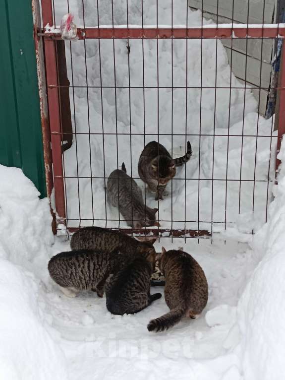 Кошки в других городах Московской области: Котосемья в поисках дома Девочка, Бесплатно - фото 4