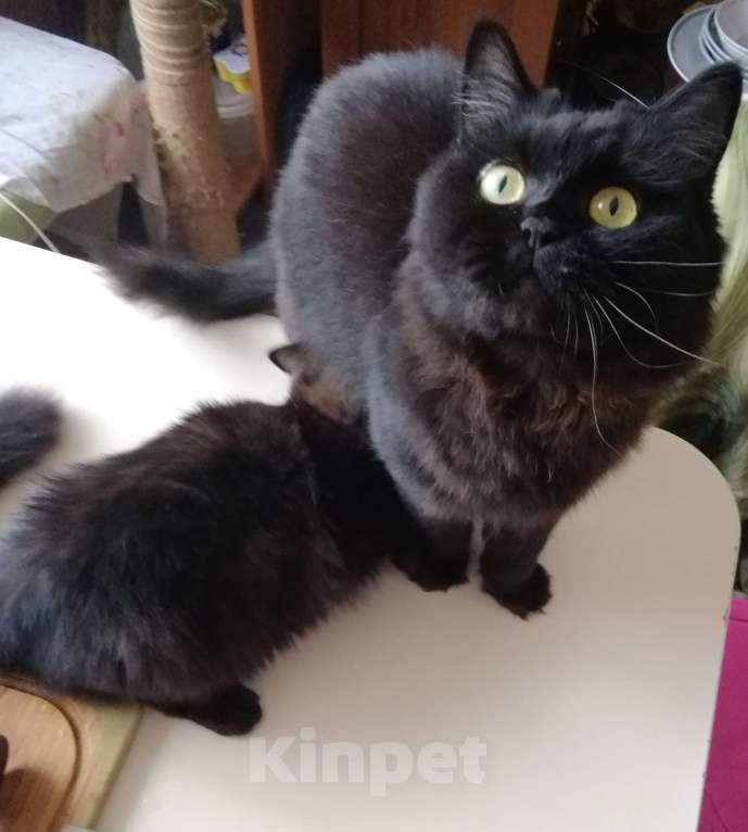 Кошки в Перми: Шотландские котята ,, Шоколадный дым,, Девочка, 1 000 руб. - фото 6