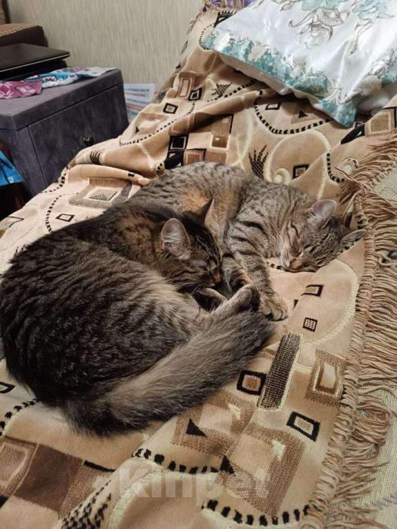 Кошки в Москве: Кошечка Крошка в добрые руки Девочка, Бесплатно - фото 2