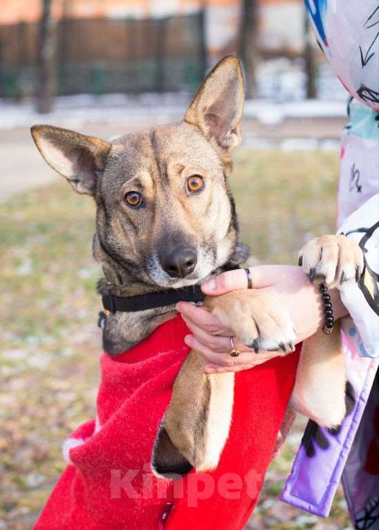 Собаки в Москве: Удивительная Мэй из приюта Девочка, Бесплатно - фото 2