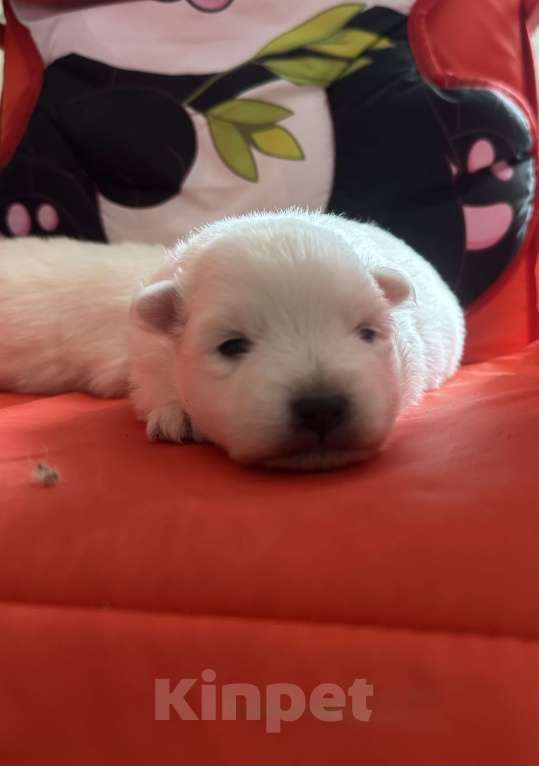 Собаки в Москве: Японский шпиц из питомника Мальчик, 100 000 руб. - фото 1