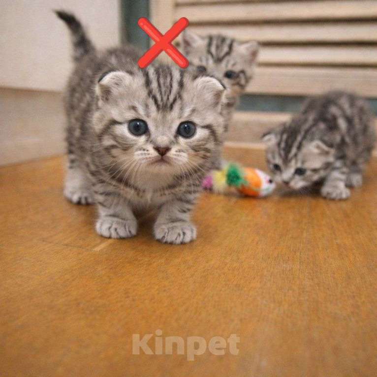 Кошки в Йошкаре-Оле: Шотландские короткошёрстные вислоухие котята Мальчик, 7 000 руб. - фото 4