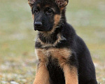 Собаки в Электростали: Щенки немецкой овчарки  Девочка, 60 000 руб. - фото 2