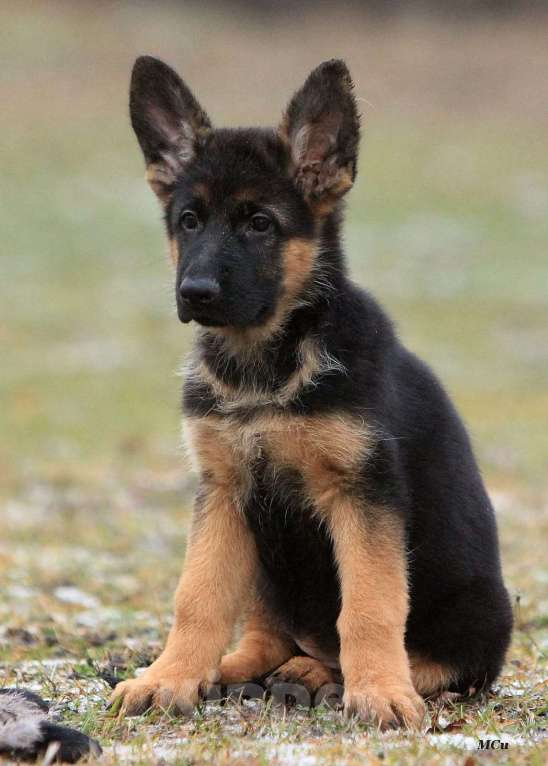 Собаки в Электростали: Щенки немецкой овчарки  Девочка, 60 000 руб. - фото 2