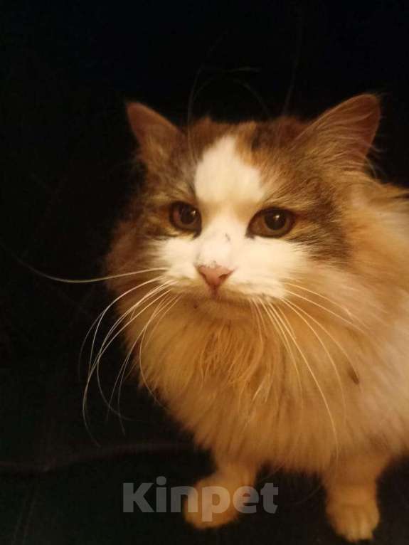 Кошки в Калуге: Кошка Девочка, Бесплатно - фото 6