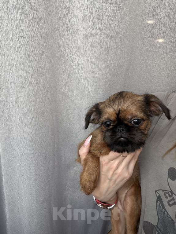 Собаки в Биробиджане: Пти-брабансон Девочка, 40 000 руб. - фото 2