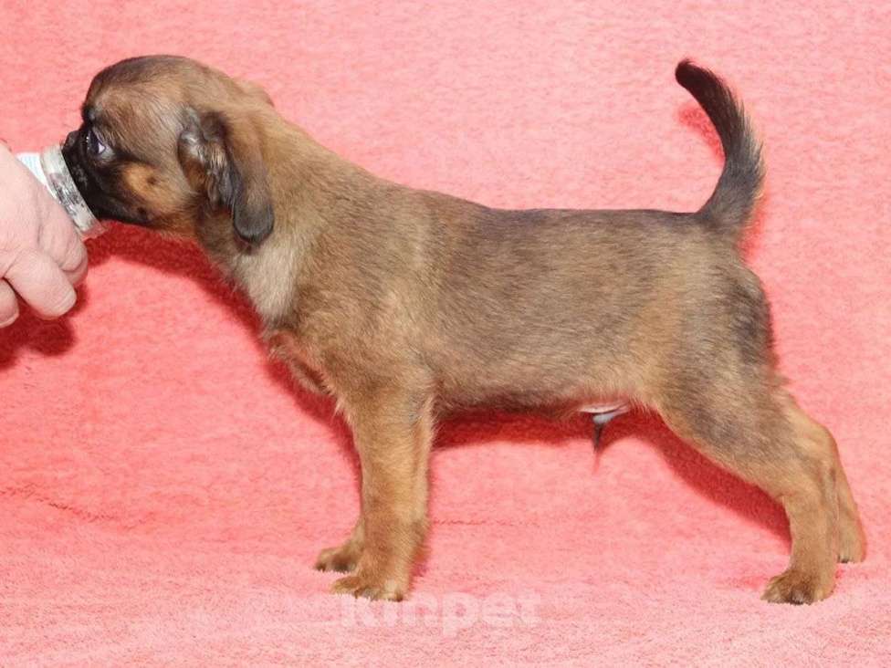 Собаки в Санкт-Петербурге: Любимчик Мальчик, 80 000 руб. - фото 7