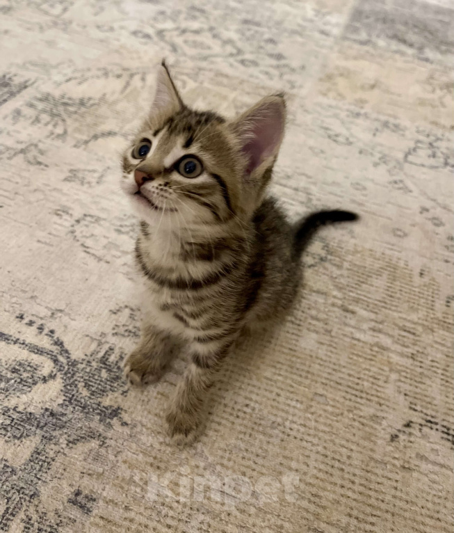 Кошки в других городах Московской области: Котенок шотландский (помесь) Мальчик, 2 000 руб. - фото 3