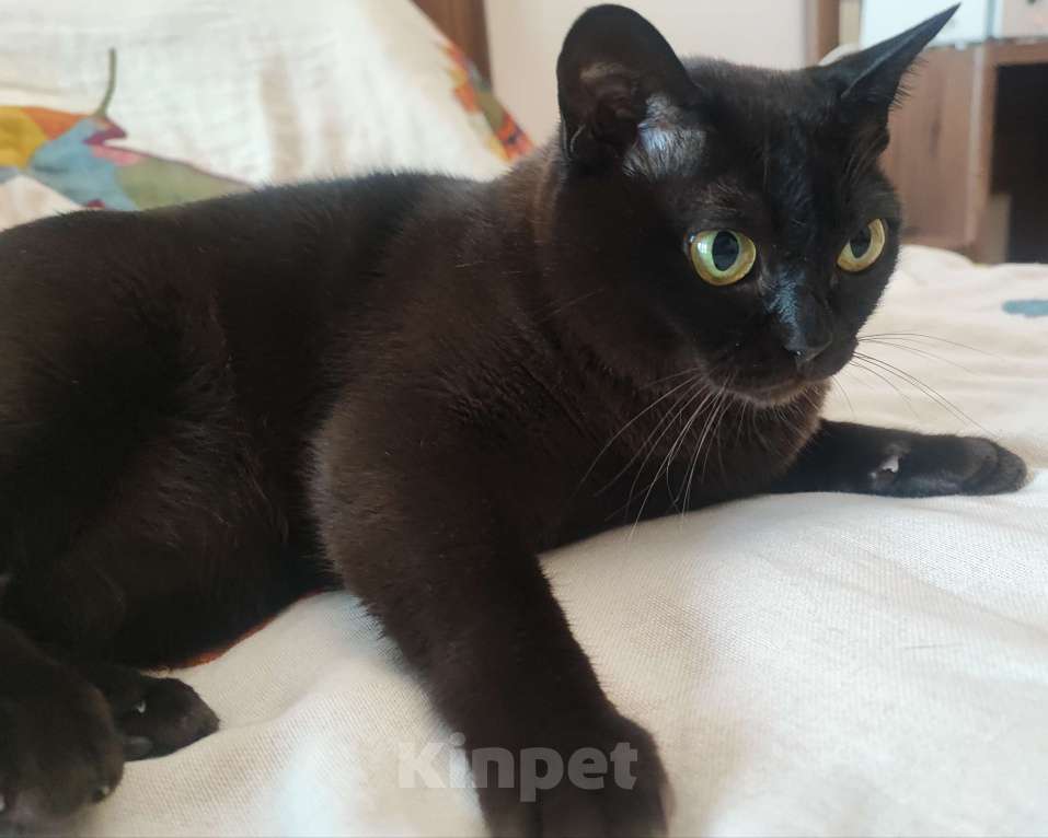 Кошки в Воронеже: Бурма в добрые руки Девочка, Бесплатно - фото 4