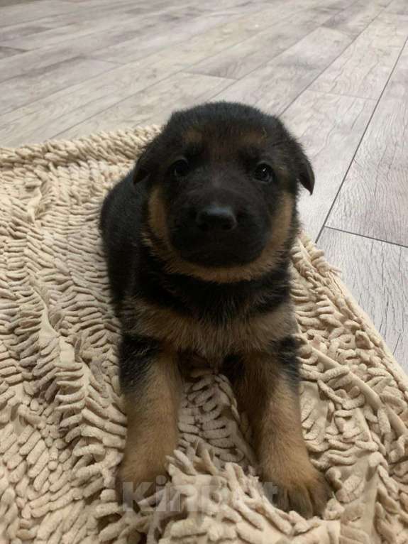 Собаки в других городах Краснодарского края: щенок немецкой овчарки Девочка, 8 000 руб. - фото 6