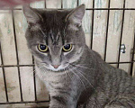 Кошки в Москве: Чудесный полосатик Капитолий ищет маму и папу Мальчик, Бесплатно - фото 3