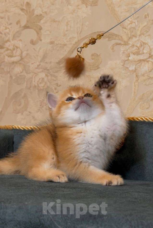 Кошки в Москве: Гламурчик Мальчик, 60 000 руб. - фото 3